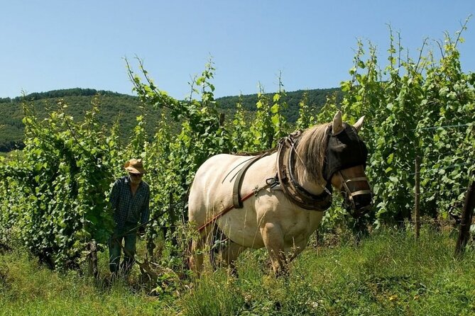 Alsace wine tour and medieval villages. Small group guided tour - The wineries are the heart of the experience
