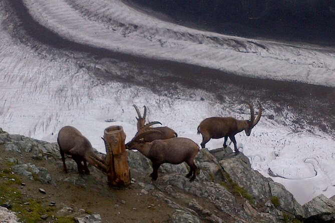 Attraction Ticket: Zermatt to Mount Gornergrat Summit - ZOOOM the Matterhorn when clouds move in