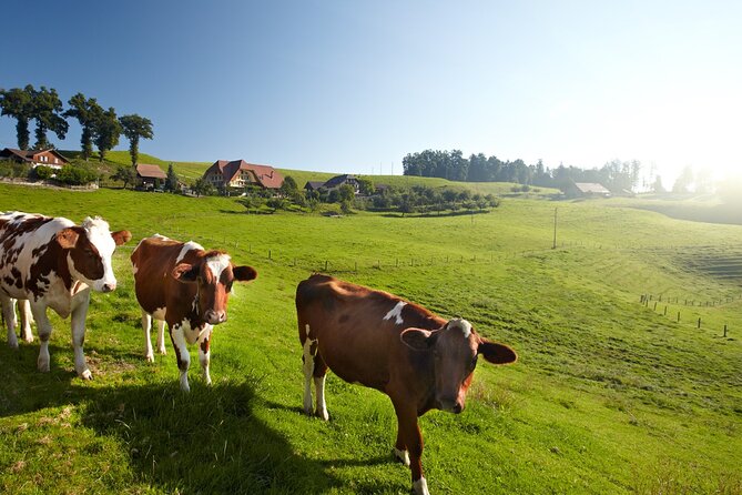 Bern Small-Group Day Trip from Zurich Including Cheese Tasting - Booking and cancellation details worth knowing
