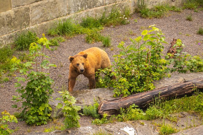 Best Intro to Bern in 2 hours with a Local - The Bear Pit and river views