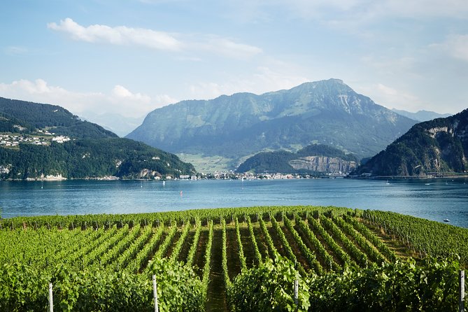 Chocolate, Cheese and Wine Tour in Luzern region - Vineyards near Lucerne