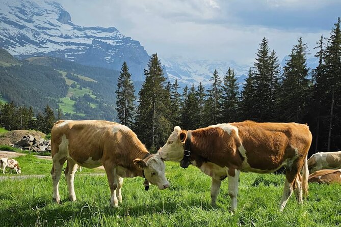 Easy countryside tour in Swiss Alps - kids friendly - Key points at a glance