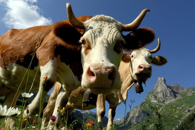 Eiger and Jungfrau Panorama Day Trip from Lucerne - Is $189 a fair price?