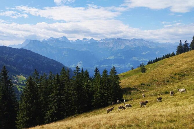 Full-Day Hiking Swiss Alps and Lake swim with Pick-up - Shared group or private tour?