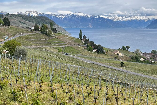 Gourmet Food and Wine Tasting Walk in Lavaux - Riex to Epesses through the heart of Lavaux