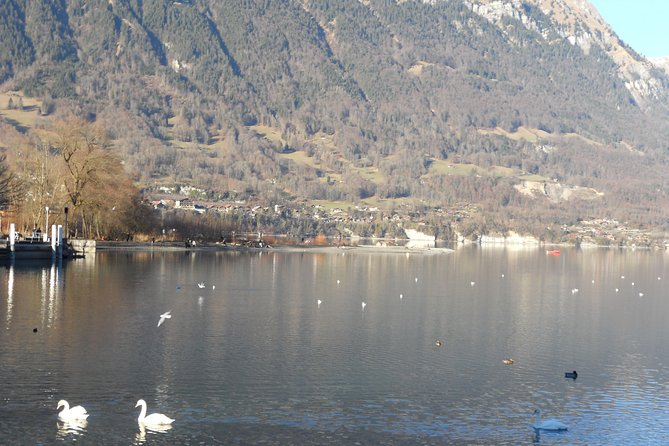 Interlaken Private Tour: Mountains Cows, Thun Lake, and Brienz Lake - Lake Thun at Neuhaus is made for a short pause