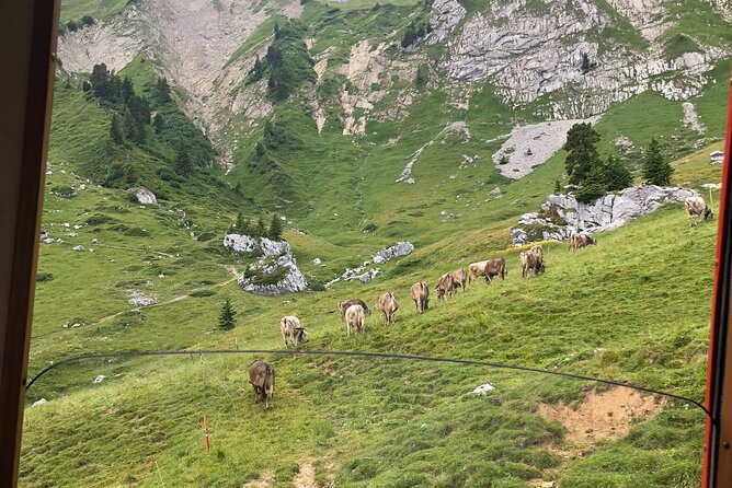 Mt. Pilatus with Lake of Lucerne Cruise Private Tour from Lucerne - Descending on the world’s steepest cogwheel railway