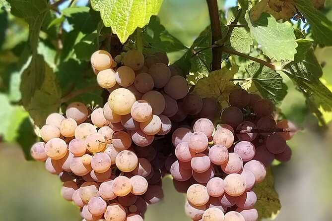 Pinot Noir & Pinot Wine Tour to Baden-Württemberg - Bad Krozingen and the first family winery