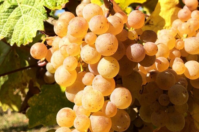 Pinot Noir & Pinot Wine Tour to Baden-Württemberg - A weather-dependent walk through the vineyards