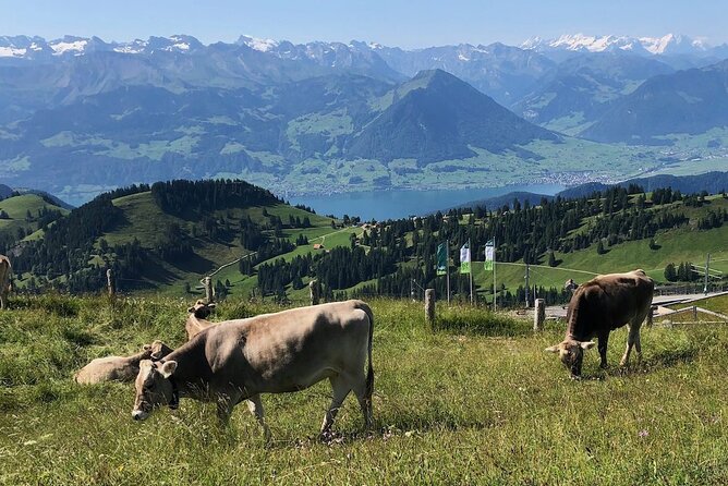 Private Guided Hike on Mt. Rigi with Farm Visit and BBQ - Reaching Mt. Rigi’s 360-degree viewpoint