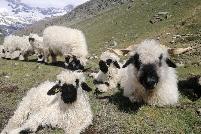 Private Mt. Gornergrat and Zermatt Tour - Returning to Zermatt for Town Sights
