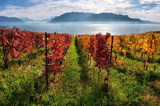 Swiss Wine Tasting at Lavaux Vineyards: Private Trip from Geneva - What the private format changes