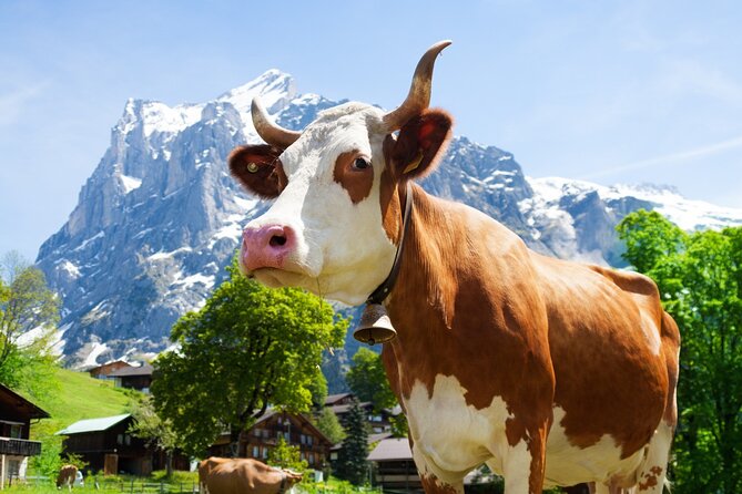 Zurich: Chocolarium and Appenzeller Schaukäserei Tour - Key points to know before booking